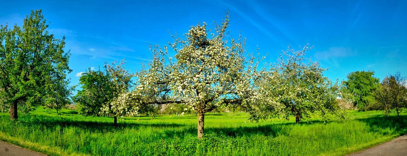 Bild Obstbäume
