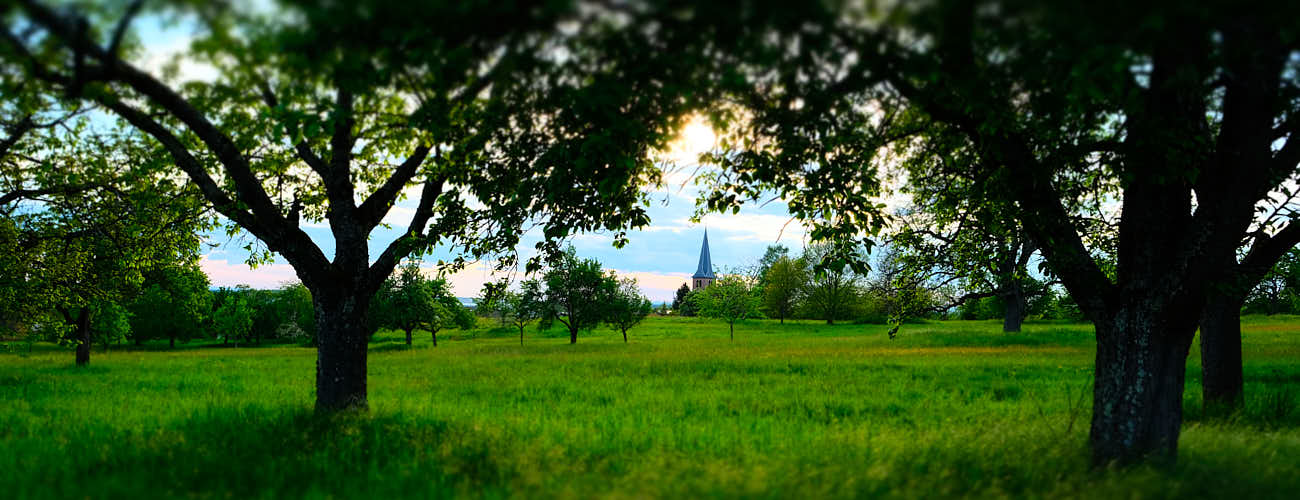 Bäume und Wiese in Bischweier, Kirchturm im Hintergrund