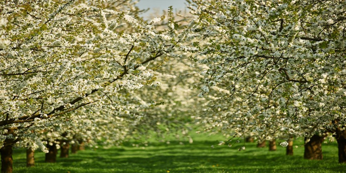 Blühende Bäume mit Büten