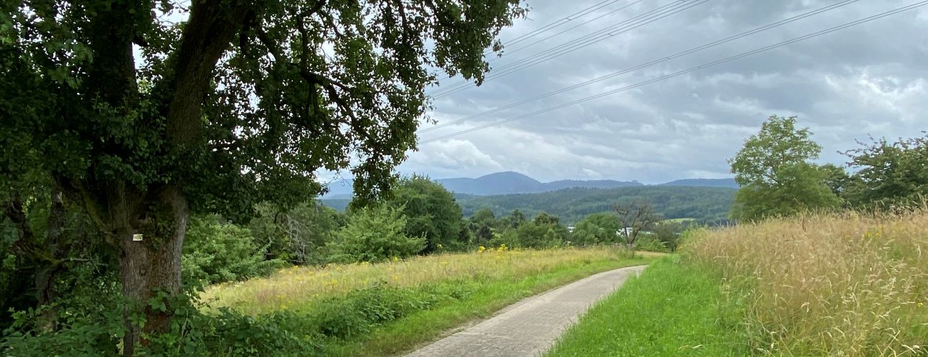 Feldweg mit Baum