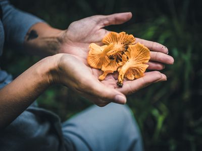 geöffnete Hand mit Pfifferling