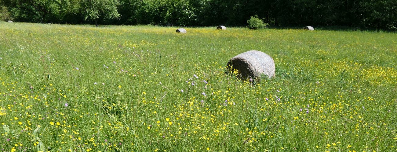 Wiese und Heuballen